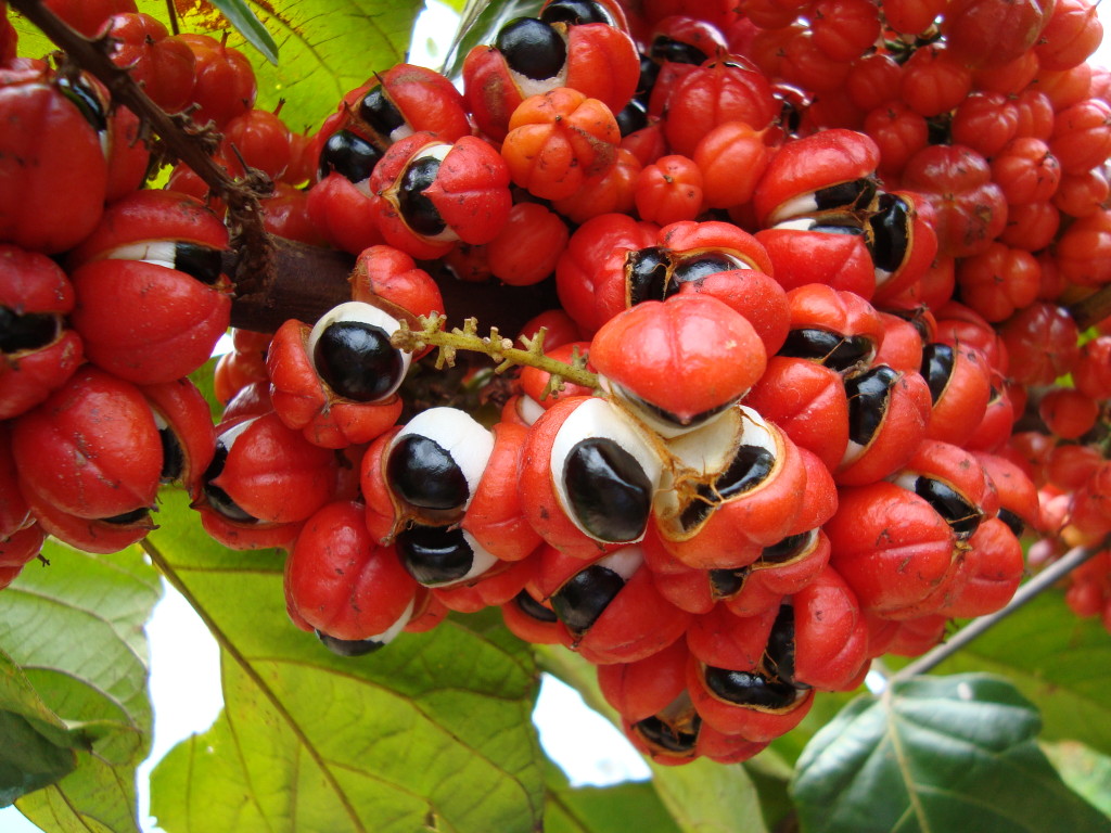 Guarana (Paulínia nápojová)