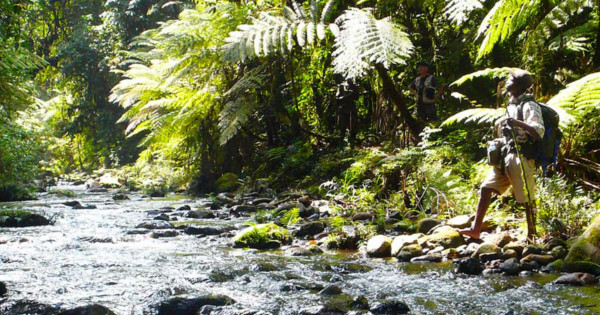 Na samote v lese: Ako nás príroda lieči